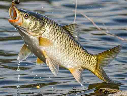 春季釣鯉魚的技巧和方法，教你如何選擇最佳釣位與餌料！